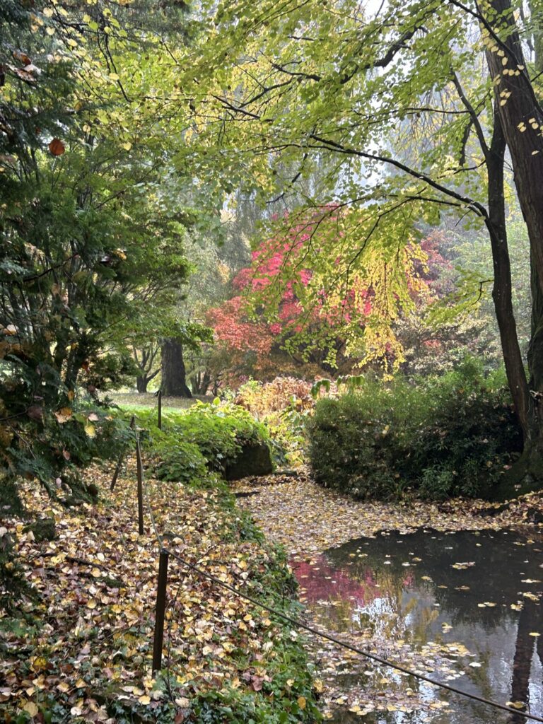 A foggy day at batsford arboretum -change in the colour of the leaves