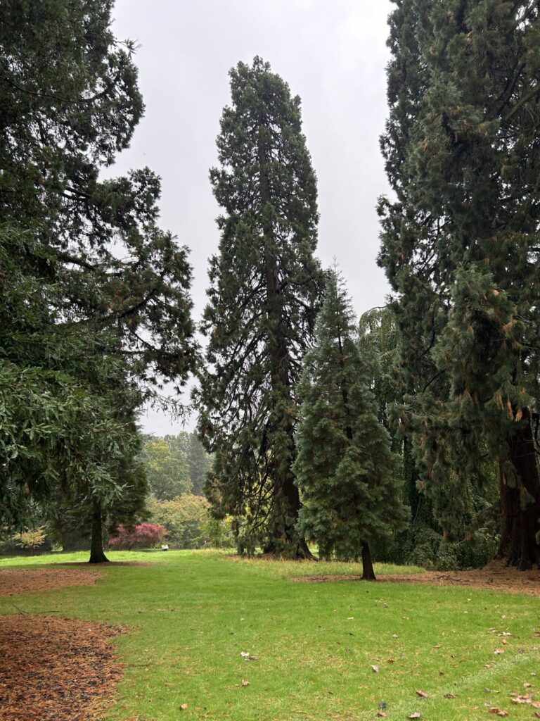 californian redwood tree at batsford arboretum