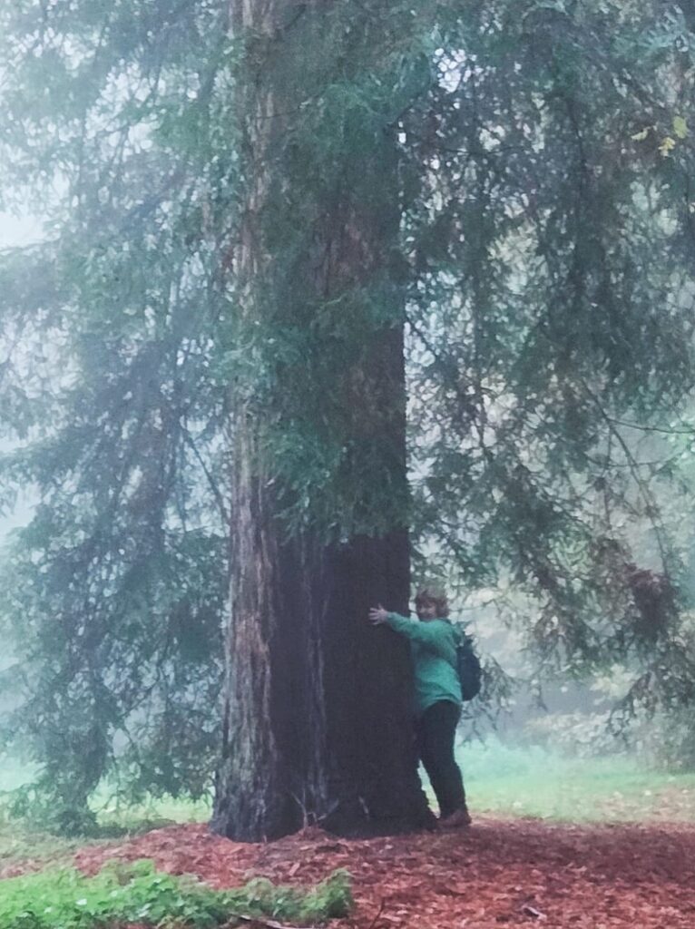 Hugging a rather big Californian  redwood tree at Batsford Arboretum