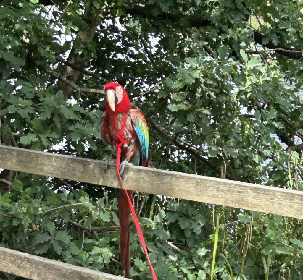 Parrot being taken for a walk!