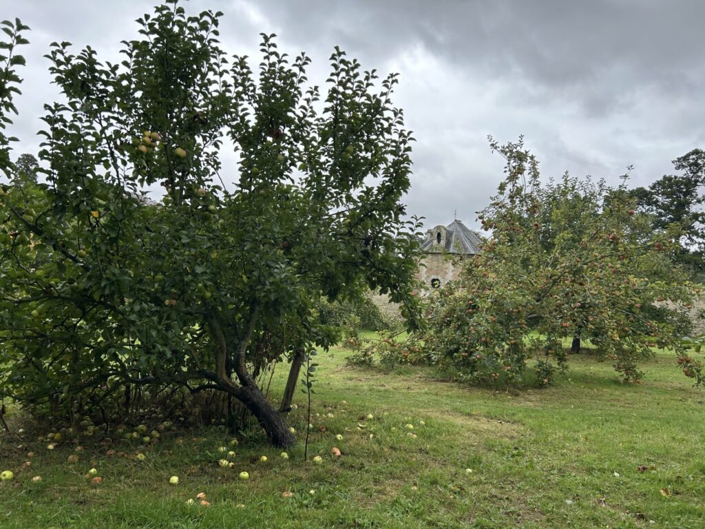 Apples galore!