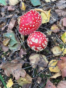 Toadstools at Pooley Country Park