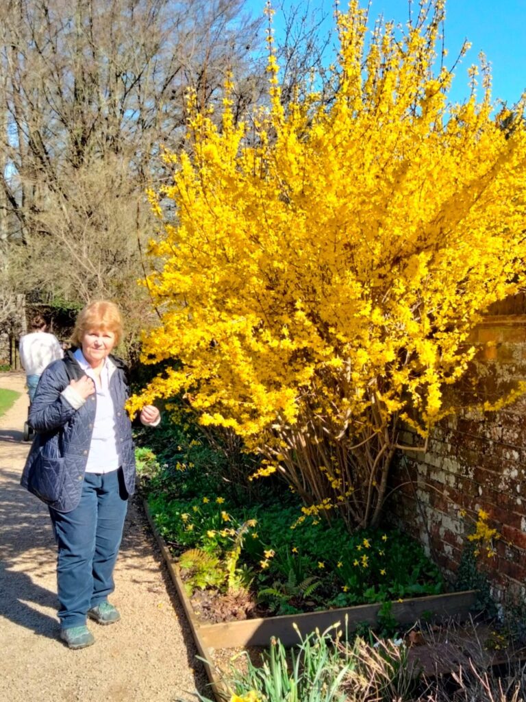 Forsythia in full Bloom