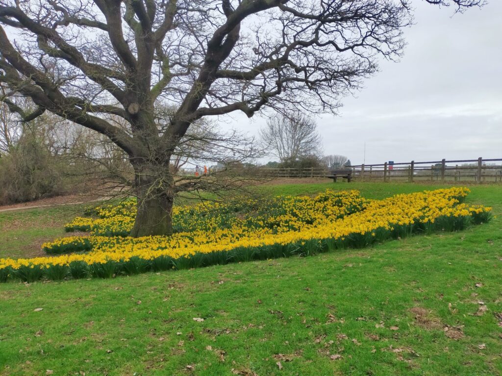 Daffodils at the start of the walk round Shustoke Reservoir
