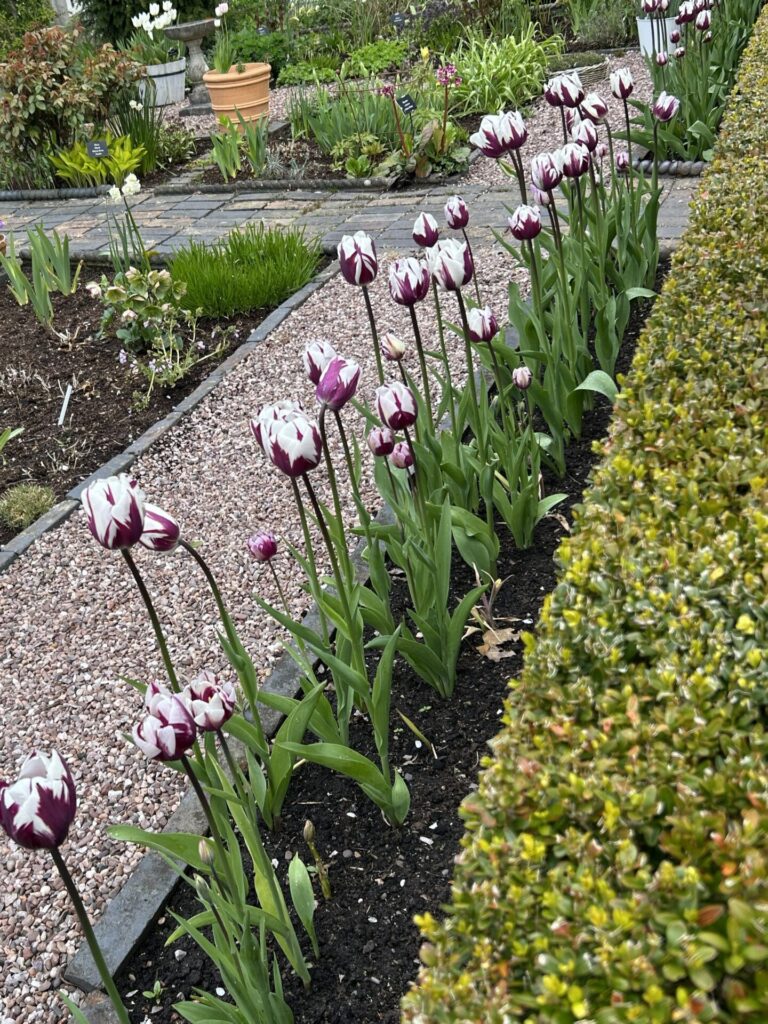 Bridgewater show Gardens - Tulips in the Cottage garden