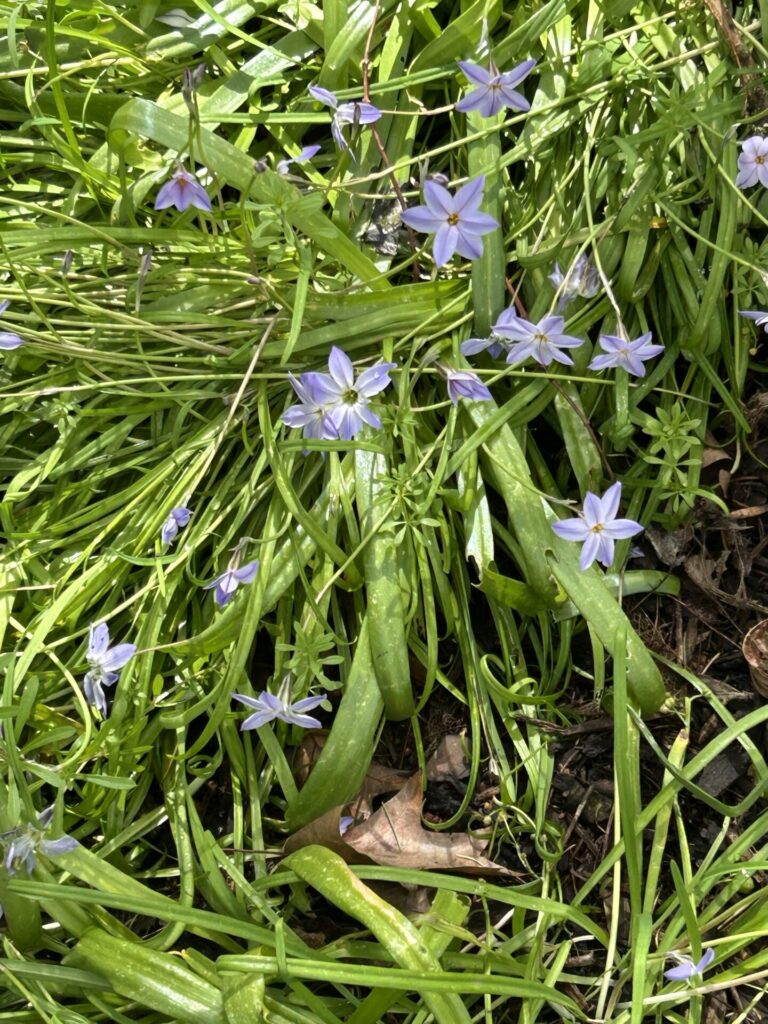 Bridgewater show Gardens - Spring Starflower in the Magnolia Garden