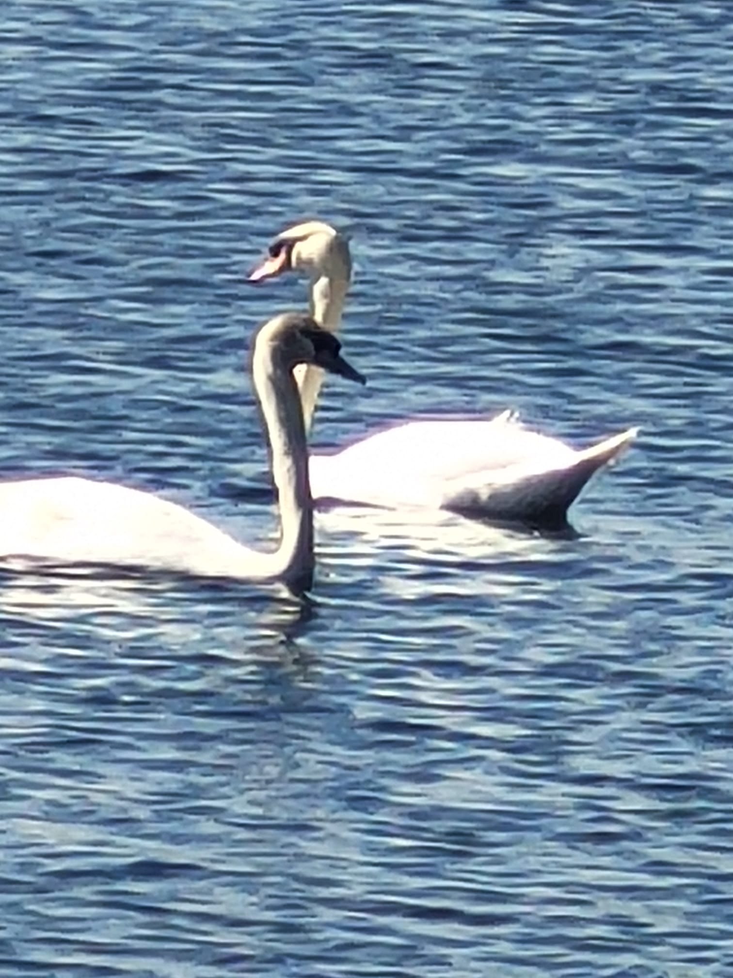 Swans at Branston Waters