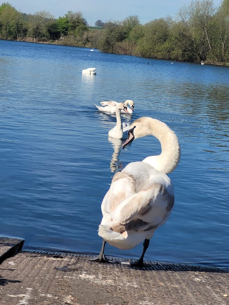 Swans at Branston Waters