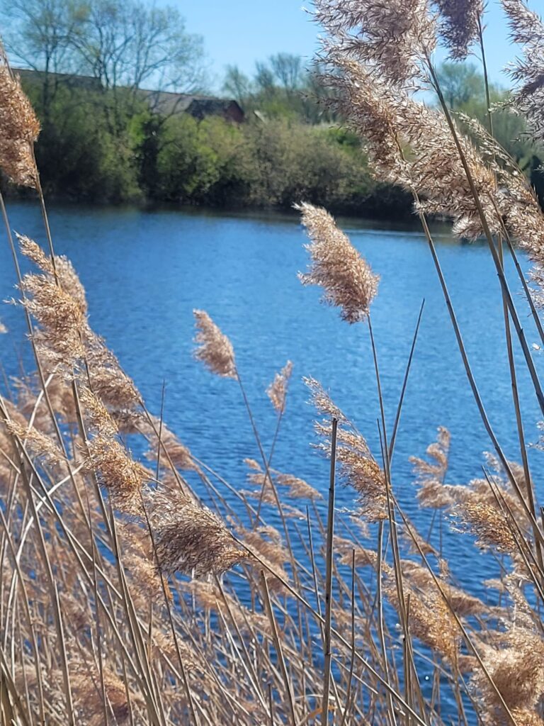 Branston Waters
