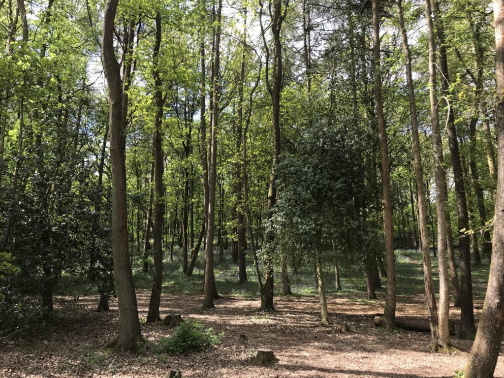 HartsHill Hayes -Amble through the trees