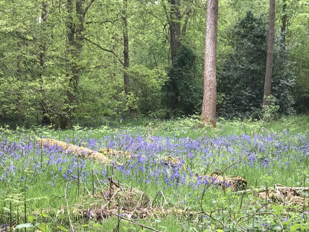 Hartshill Hayes - bluebells