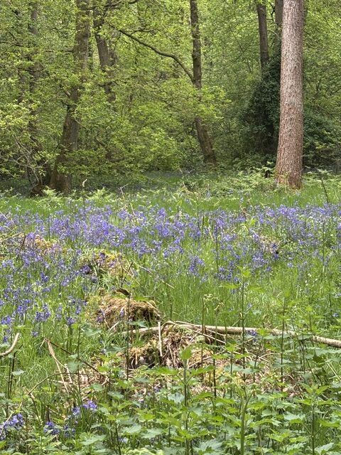 HartsHill Hayes - BlueBells 2