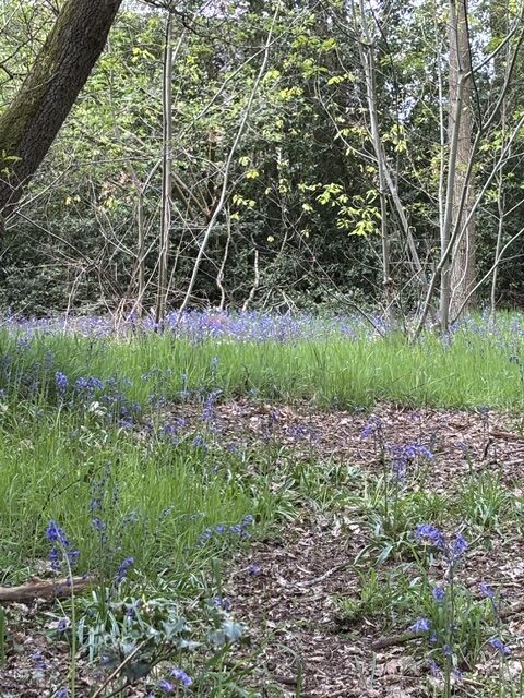 HartHill Hayes - Bluebells