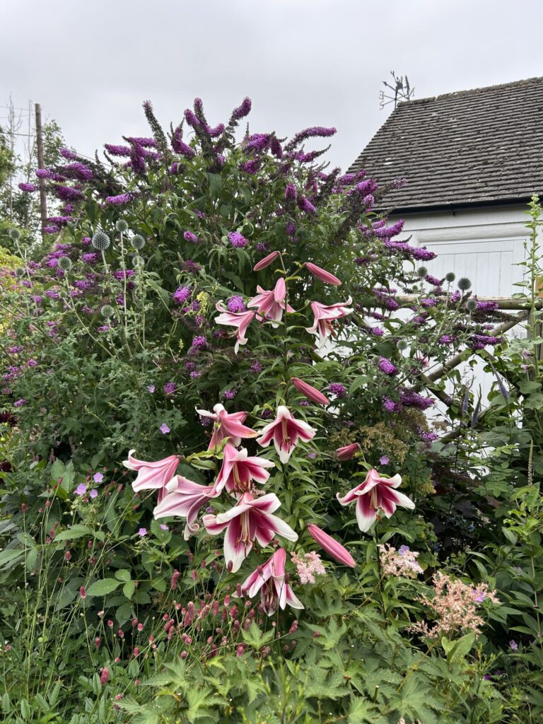 Grafton Cottage - Buddleia & Lilies