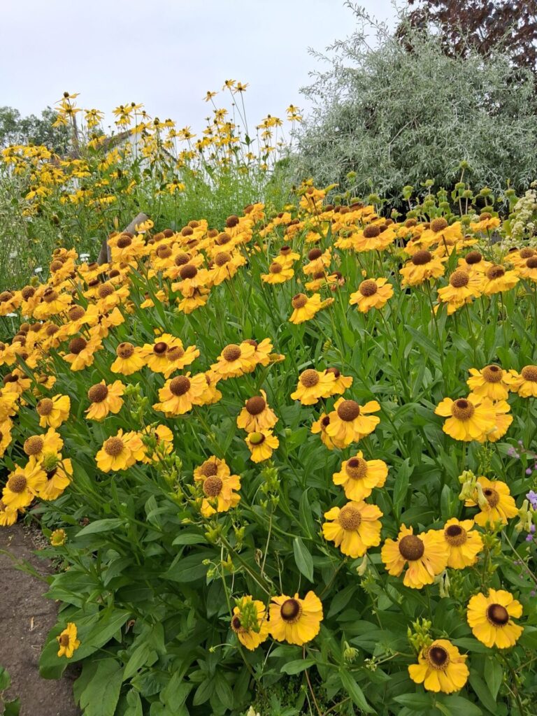 Grafton Cottage - Coneflower (Rudbeckia)