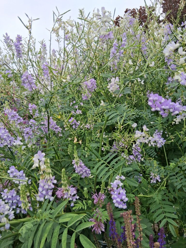 Grafton Cottage - Galega officinalis ( goats's-rue)