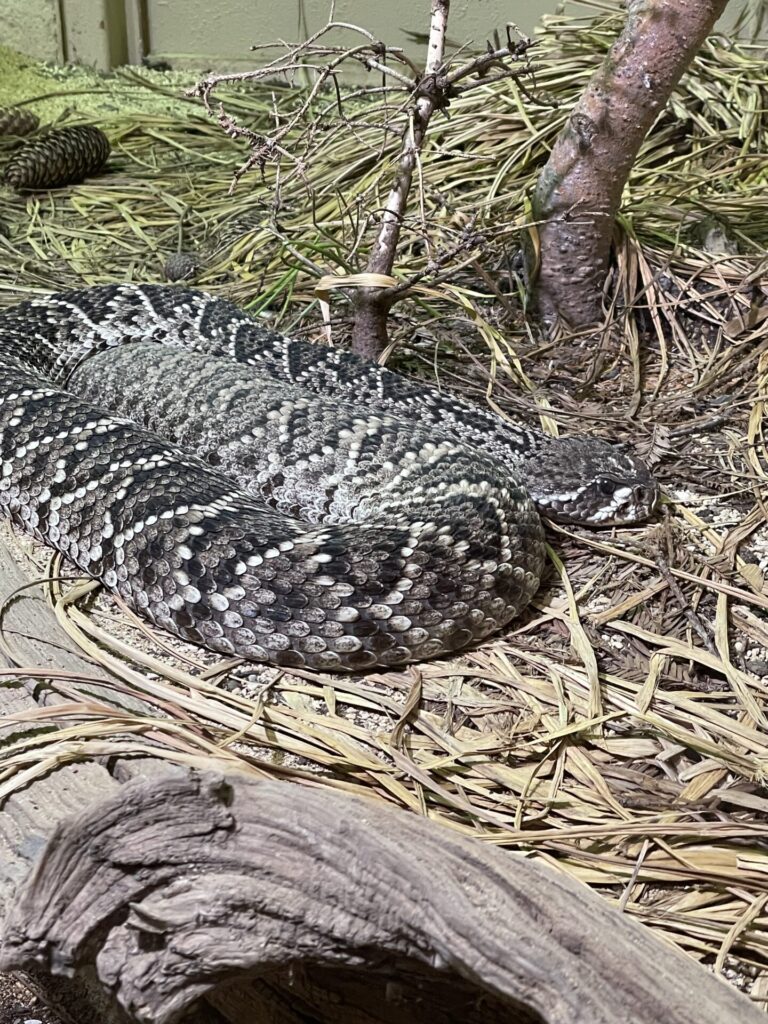 Snake at wildlife park